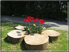 foto Fiori